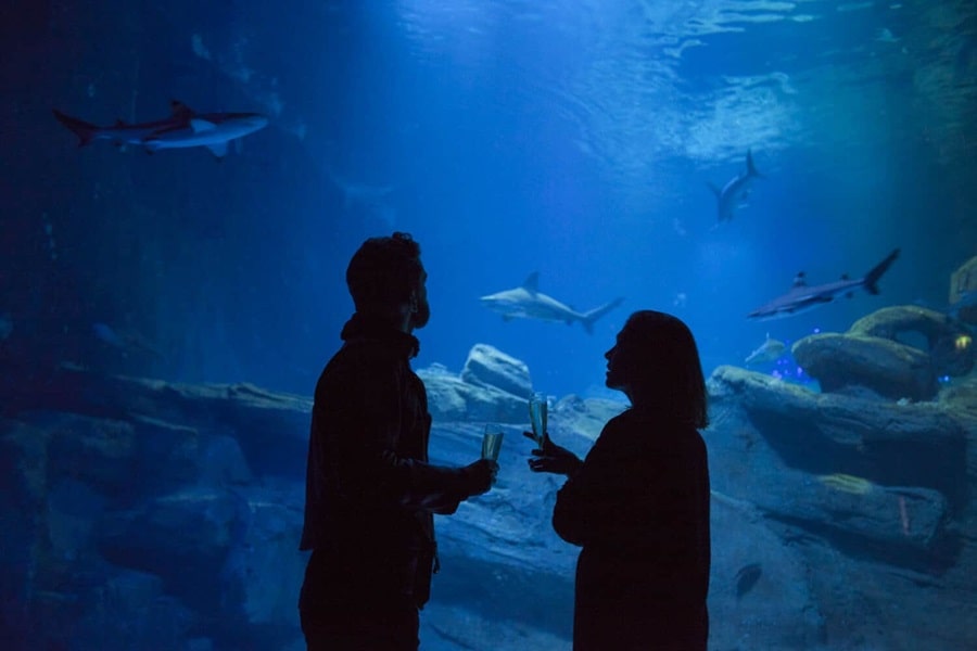 Un couple en silhouette échangeant des verres dans un aquarium, entouré de requins, symbolisant l'élégance et le mystère d'une expérience unique, tout comme trouver un bien d’exception avec notre agence de chasse immobilière à Paris